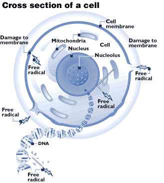 cellule animal